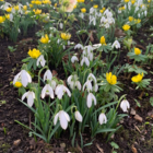 Snowdrop Bulbs (Galanthus nivalis)