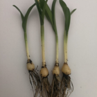 Snowdrop Ikariae Bulbs In The Green (Galanthus ikariae)