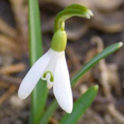 Giant Snowdrop Bulbs In The Green (Galanthus elwesii)