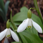 Snowdrop Ikariae Bulbs In The Green (Galanthus ikariae)