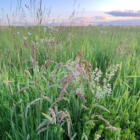 Species Rich Wild Grass Meadow