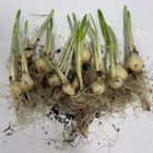Tenby Daffodil Bulbs In The Green (Narcissus obvallaris)