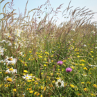 Traditional Meadow Wildflower Jigsaw Puzzle