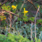 Wild Tulip Bulbs (Tulipa sylvestris)