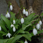 Snowdrop Ikariae Bulbs In The Green (Galanthus ikariae)