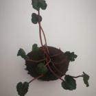 Wild Cyclamen Tubers (Cyclamen hederifolium)