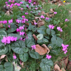 Wild Cyclamen Tubers (Cyclamen hederifolium)