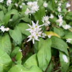 Wild Garlic Bulbs (Allium ursinum)