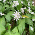 Wild Garlic Bulbs In The Green (Allium ursinum)