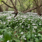 Wild Garlic Bulbs (Allium ursinum)