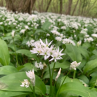 Wild Garlic Bulbs (Allium ursinum)