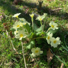 Wild Primrose Plants (Primula vulgaris)
