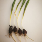 Wild Tulip Bulbs In The Green (Tulipa sylvestris)