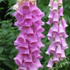 Foxglove Plants (Digitalis purpurea)