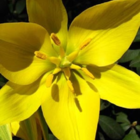 Wild Tulip Bulbs (Tulipa sylvestris)