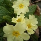 Wild Primrose Plants (Primula vulgaris)