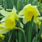 Wild Daffodil Bulbs (Narcissus lobularis)