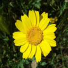 Annual Wildflower Plant Collection