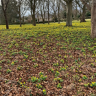 Winter Aconite Bulbs (Eranthus hyemalis)