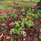 Winter Aconite Bulbs (Eranthus hyemalis)