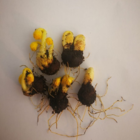 Winter Aconite Bulbs In The Green (Eranthus hyemalis)