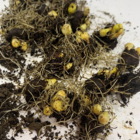 Winter Aconite Bulbs In The Green (Eranthus hyemalis)