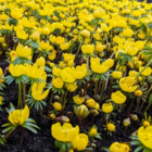 Winter Aconite Bulbs In The Green (Eranthus hyemalis)