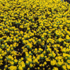 Winter Aconite Bulbs In The Green (Eranthus hyemalis)