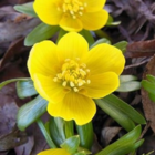 Winter Aconite Bulbs (Eranthus hyemalis)