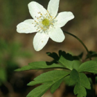 Wood Anemone Bulbs (Anemone nemorosa)
