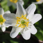 Wood Anemone Bulbs (Anemone nemorosa)