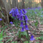 Bluebell Bulbs - Woodland Grown (Hyacinthoides non-scripta)