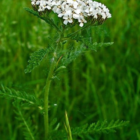 Yarrow Plants (Achillea millefolium)