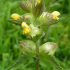 Yellow-Rattle Plants (Rhinanthus minor)