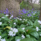 Bluebell Bulbs - Woodland Grown (Hyacinthoides non-scripta)