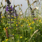 Traditional Meadow Wildflower Seeds LW1P 100%