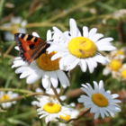 Butterfly and Bee Wildflower Seeds LWBP 100%