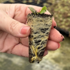 Common Cat's Ear Plants (Hypochaeris radicata)