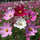 Mixed Cosmos