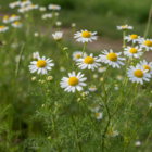 Corn Chamomile Plug Plants (Anthemis arvensis)