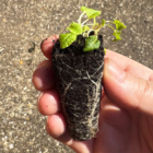 Cowslip Plug Plants (Primula veris)