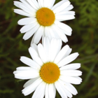 Ox Eye Daisy Plants (Leucanthemum vulgare)