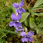 Dog Violet Wildflower Plants (Viola riviniana)