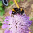 Butterfly and Bee Wildflower Seeds LWBM 80/20