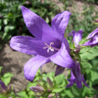 Giant Bellflower Plants (Campanula Latifolia)
