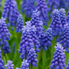Grape Hyacinth Bulbs (Muscari neglectum)