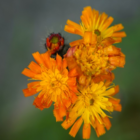 Orange Hawkbit Plants (Hieracium aurantiacum)