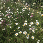 Landscape 34 Wildflower Turf®