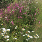 Landscape 34 Wildflower Turf®