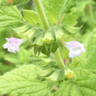 Lemon Balm Plants (Melissa Officinalis)